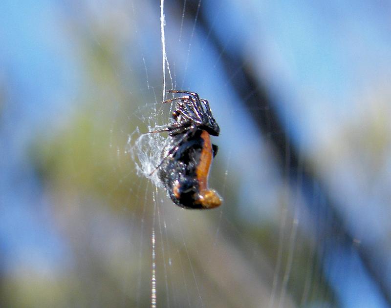 Cyclosa_tribolata_D5996_Z_81_Home Wendy Eiby_Australie.jpg